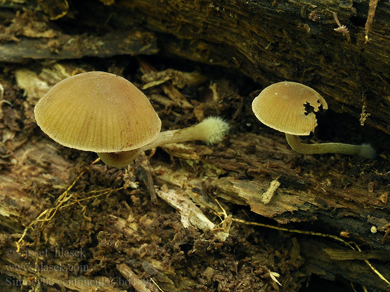 Simocybe centunculus Симоцибе лоскутная