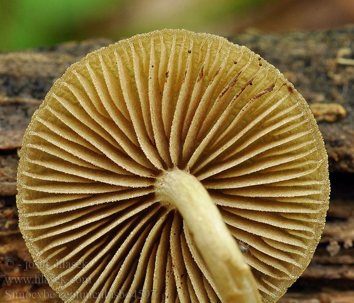 Simocybe centunculus Kleinsporiger Olivschnitzling