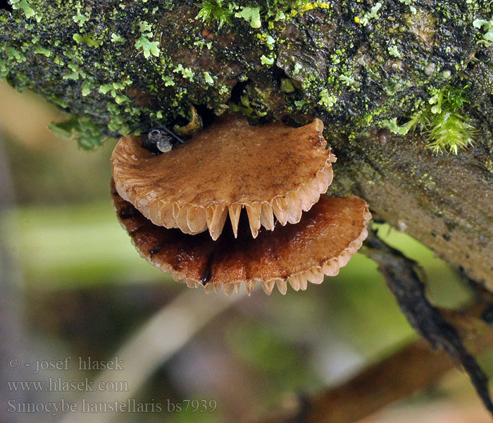 Simocybe_haustellaris_bs7939