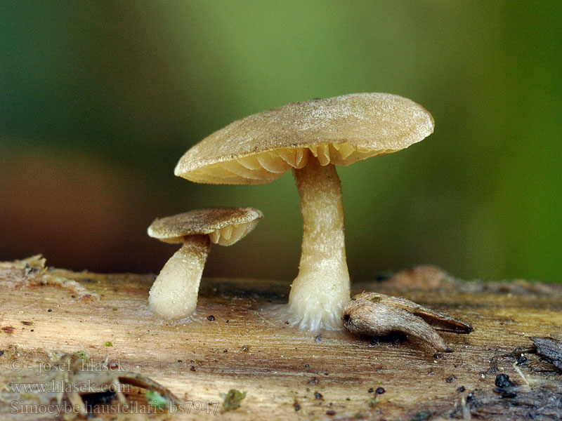 Simocybe_haustellaris_bs7947