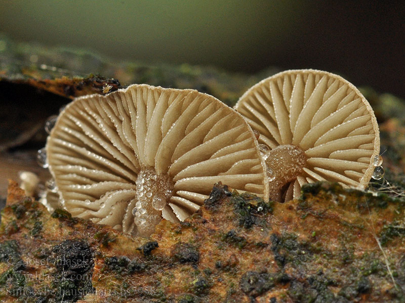 Simocybe haustellaris Kržatka jazykovitá Skæv skyggehat