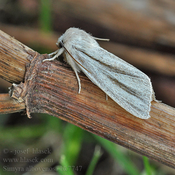 Lansettvinge Noctuelle veineuse Simyra albovenosa Reed Dagger