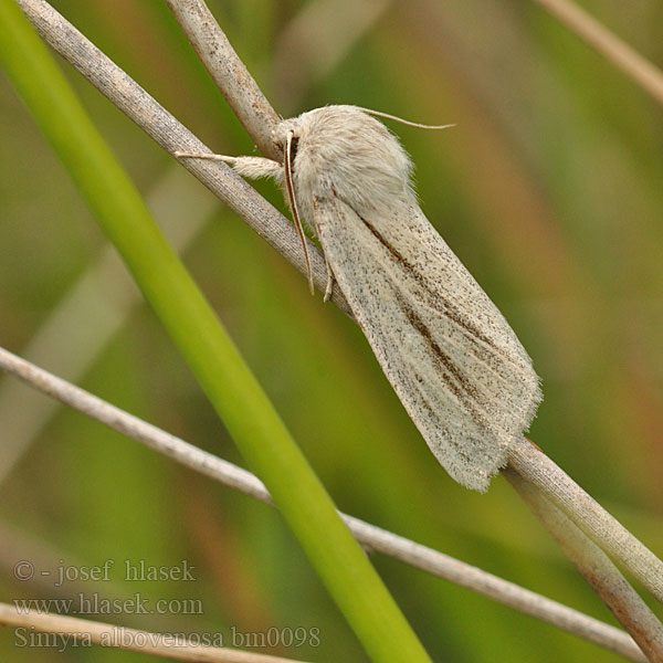 Reed Dagger Ried-Weißstriemeneule Šípověnka bahenní