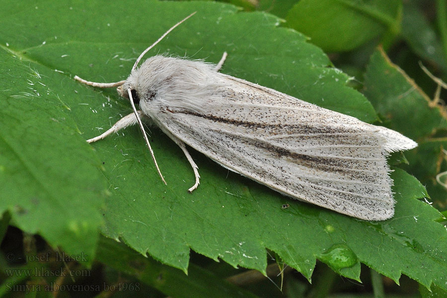 Ried-Weißstriemeneule Simyra albovenosa