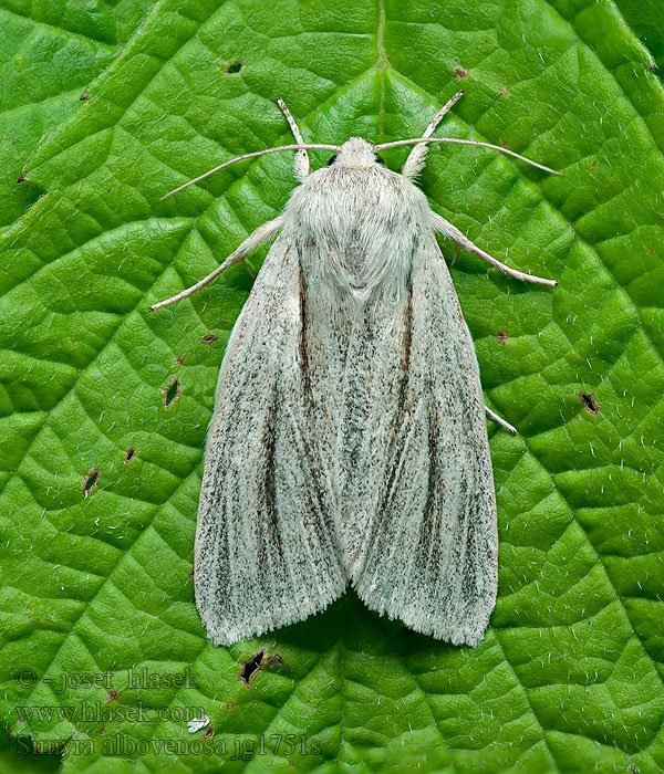 Reed Dagger Ried-Weißstriemeneule Šípověnka bahenní Simyra albovenosa