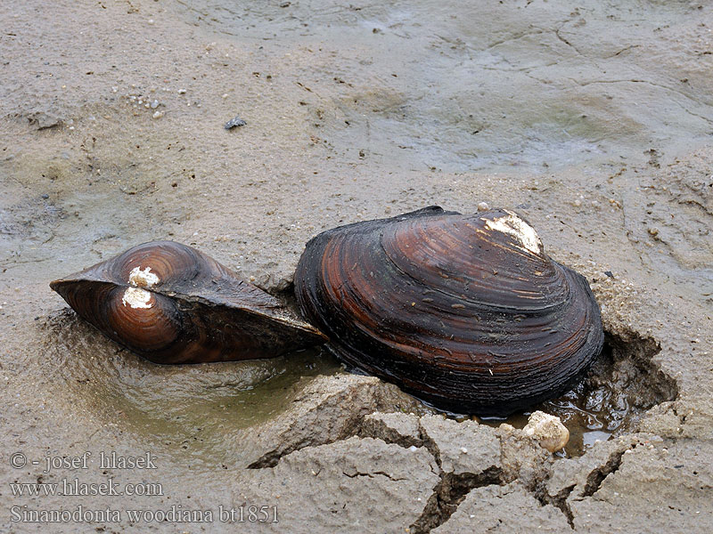 Sinanodonta woodiana Chinesische Teichmuschel