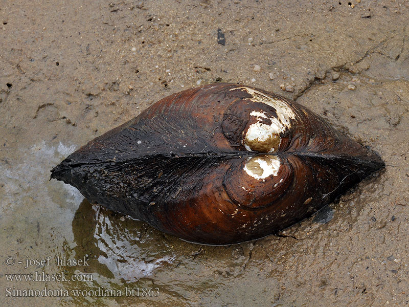 Sinanodonta woodiana Kinesisk dammussla Anodonte chinoise