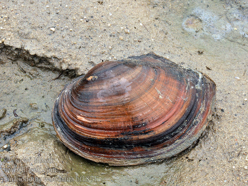 Sinanodonta woodiana Chinese vijvermossel Chinese Pond Mussel Asian