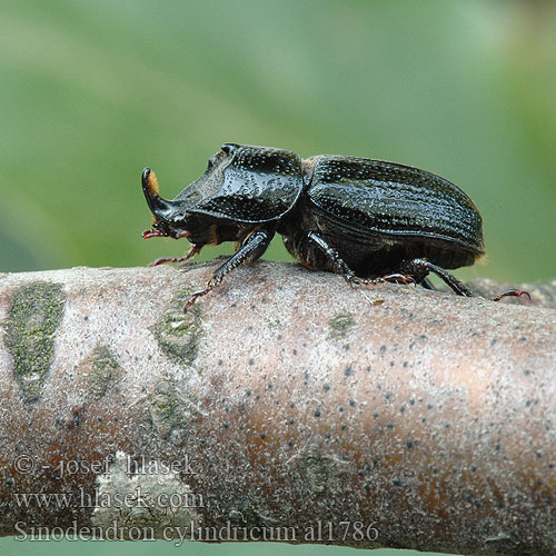 Sinodendron cylindricum Synodendron Horned stag Rhinoceros Beetle Valsehjort Rolrond Vliegend Hert Tülkös szarvasbogár Kopfhornschröter Kostrzeń baryłkowaty Roháčik bukový Roháček bukový noshornsoxe Носорог малый イッカククワガタ