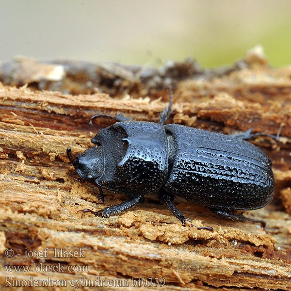 Kopfhornschröter Kostrzeń baryłkowaty Roháčik bukový Roháček bukový Noshornsoxe Носорог малый イッカククワガタ Sinodendron cylindricum Synodendron Horned stag Rhinoceros Beetle Valsehjort Rolrond Vliegend Hert Tülkös szarvasbogár