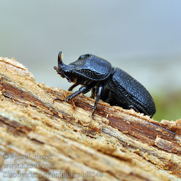 Roháček bukový Noshornsoxe Носорог малый イッカククワガタ Sinodendron cylindricum Synodendron Horned stag Rhinoceros Beetle Valsehjort Rolrond Vliegend Hert Tülkös szarvasbogár Kopfhornschröter Kostrzeń baryłkowaty Roháčik bukový