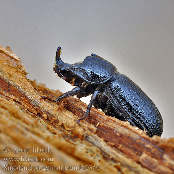 イッカククワガタ Sinodendron cylindricum Synodendron Horned stag Rhinoceros Beetle Valsehjort Rolrond Vliegend Hert Tülkös szarvasbogár Kopfhornschröter Kostrzeń baryłkowaty Roháčik bukový Roháček bukový Noshornsoxe Носорог малый