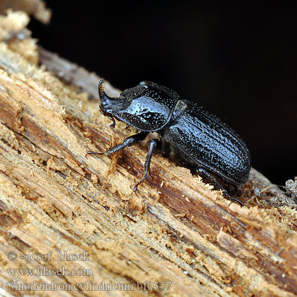 Synodendron cylindricum Sinodendron Horned stag Rhinoceros Beetle Valsehjort Rolrond Vliegend Hert Tülkös szarvasbogár Kopfhornschröter Kostrzeń baryłkowaty Roháčik bukový Roháček bukový Noshornsoxe Носорог малый イッカククワガタ