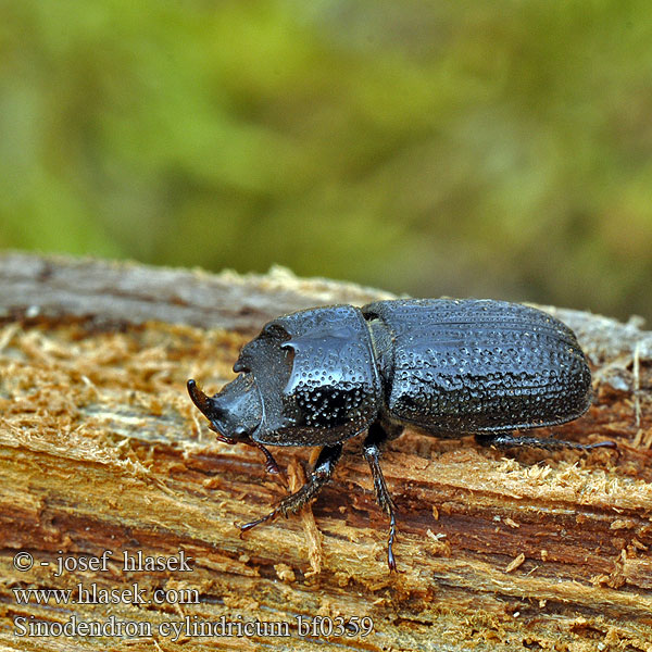 Horned stag Rhinoceros Beetle Valsehjort Rolrond Vliegend Hert Tülkös szarvasbogár Kopfhornschröter Kostrzeń baryłkowaty Roháčik bukový Roháček bukový Noshornsoxe Носорог малый イッカククワガタ Synodendron cylindricum Sinodendron