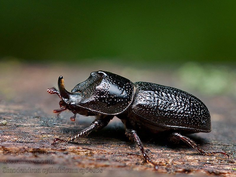 Roháček bukový Sinodendron cylindricum