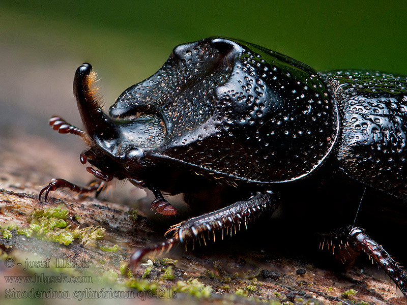 Kopfhornschröter Sinodendron cylindricum