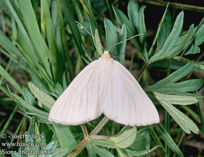 Siona lineata Bělokřídlec luční Hartheu-Spanner Black-veined Moth