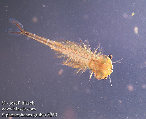 Eubranchipus grubii Oranje-blauw Zwemmend Geraamte Chirocephalus grubei Siphonophanes Branchipus Žábronožka sněžní Feenkrebs Kiemenfuß Frühjahrs-Feenkrebs Korai tócsarák Fairy shrimp Dziwogłówka wiosenna Forårsfereje Forårs-fereje Пресноводная артемия Žiabronožka snežná