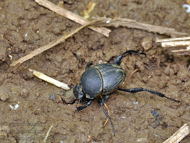 Pillendreher Sisyphus schaefferi