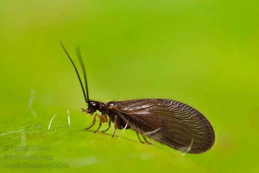 Sisyra fuscata nigra