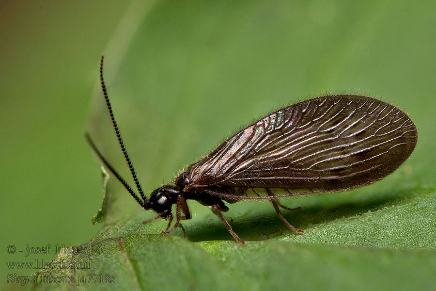 Sisyra fuscata