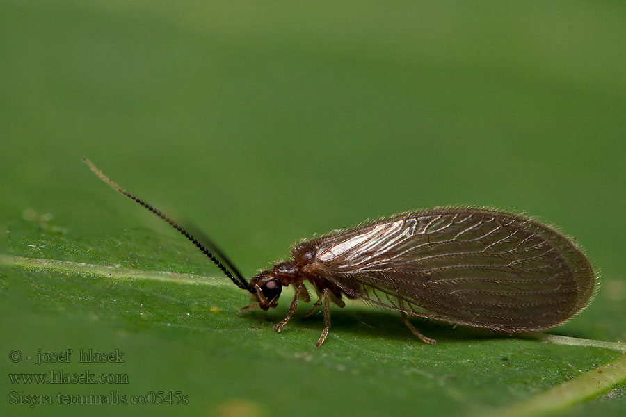 Sisyra terminalis