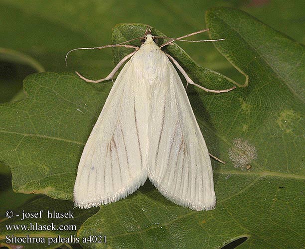 Sitochroa palealis