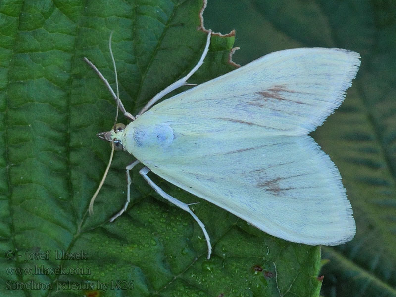 Sitochroa palealis Möhrenzünsler