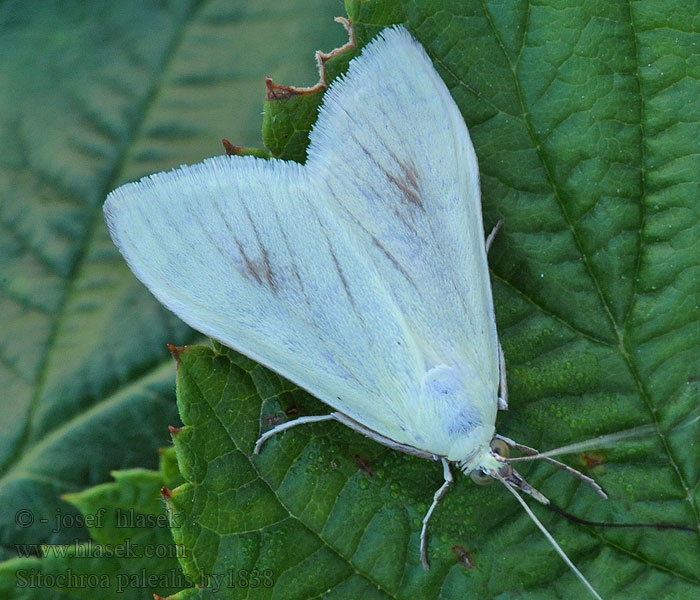 Sitochroa palealis Vijačka zelenkavá