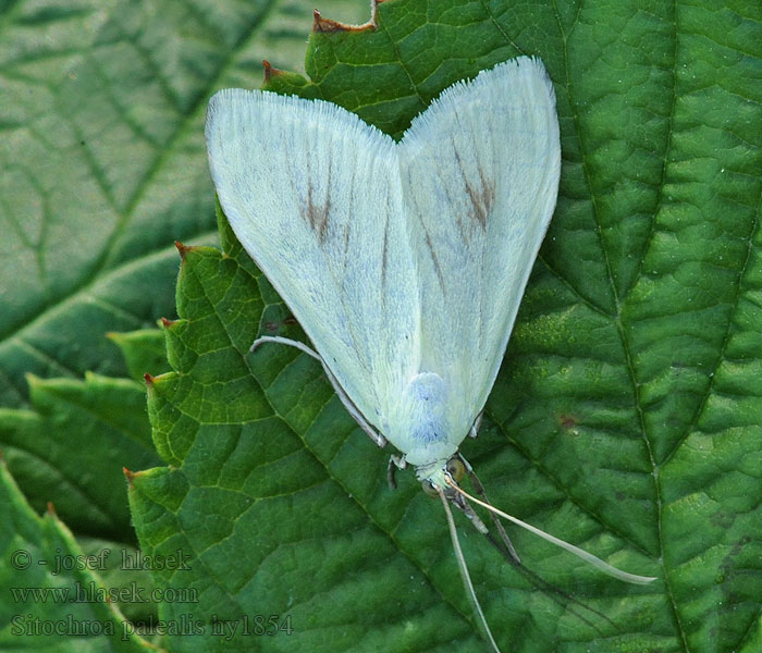 Sitochroa palealis Zavíječ zelenavý