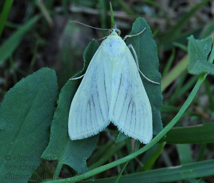 Zavíječ zelenavý Sitochroa palealis