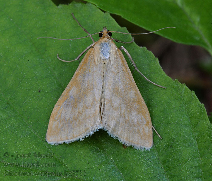 Sitochroa verticalis