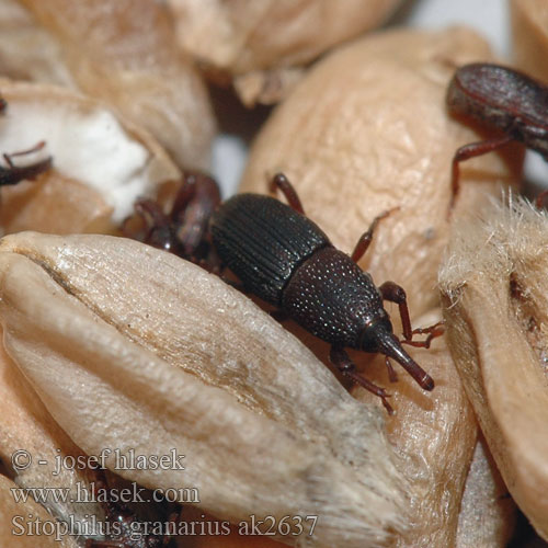 Sitophilus granarius Grain Weevil Granary Pilous černý Житна гъгрица Kornsnudebille Jyväkärsäkäs Charançon blé Graanklander Žitni žižak Punteruolo grano ナリアコクゾウムシ Gabonazsizsik Gabona zsizsik Kornkäfe Kornsnutebille Wołek zbożowy Gărgăriţa grâului Долгоносик амбарный зерновой Zrniar čierny Črni žitni žužek Gorgojo trigo Kornvivel Buğday biti