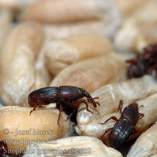 Kornsnudebille Jyväkärsäkäs Charançon blé Graanklander Žitni žižak Punteruolo grano ナリアコクゾウムシ Gabonazsizsik Gabona zsizsik Kornkäfe Kornsnutebille Wołek zbożowy Gărgăriţa grâului Долгоносик амбарный зерновой Zrniar čierny Črni žitni žužek Gorgojo trigo Kornvivel Buğday biti Sitophilus granarius Grain Weevil Granary Pilous černý Житна гъгрица