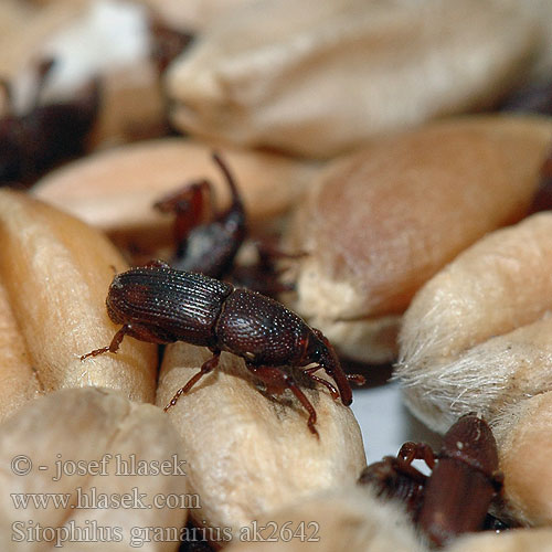 Punteruolo grano ナリアコクゾウムシ Gabonazsizsik Gabona zsizsik Kornkäfe Kornsnutebille Wołek zbożowy Gărgăriţa grâului Долгоносик амбарный зерновой Zrniar čierny Črni žitni žužek Gorgojo trigo Kornvivel Buğday biti Sitophilus granarius Grain Weevil Granary Pilous černý Житна гъгрица Kornsnudebille Jyväkärsäkäs Charançon blé Graanklander Žitni žižak