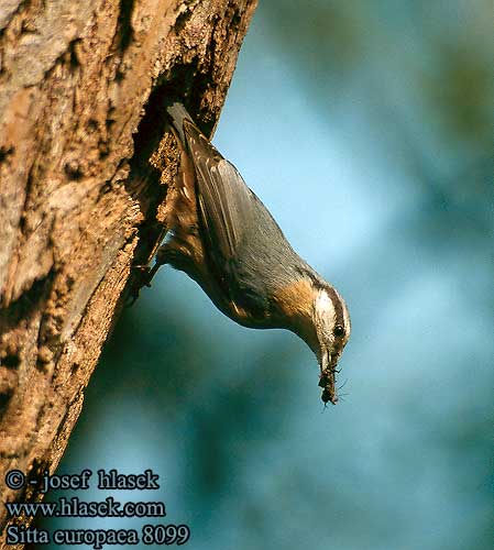 Sitta europaea Sittelle torchepot Trepador Azul