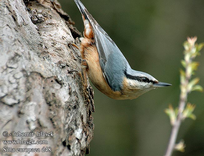 Sitta europaea d48