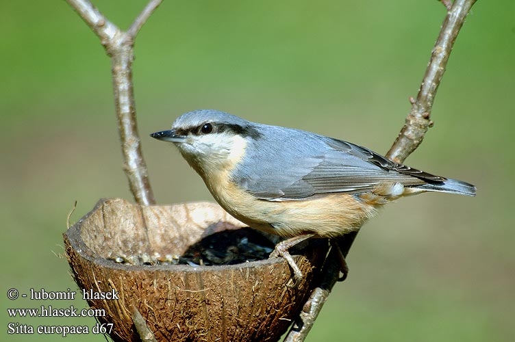 Sitta europaea Sittelle torchepot Trepador Azul