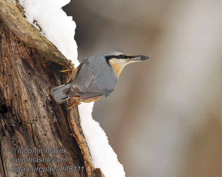 Nuthatch Sitta europaea