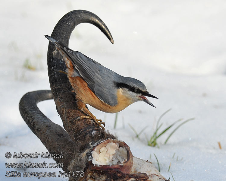 Trepador Azul Sitta europaea