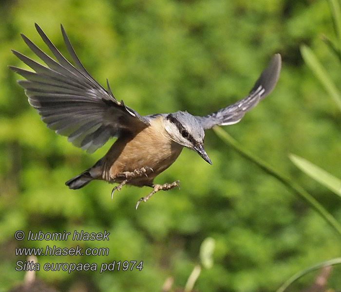 Sitta europaea