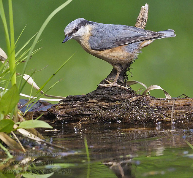 Nuthatch Sitta europaea