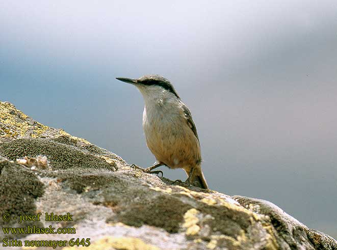 Sitta neumayer Rock Nuthatch Felsenkleiber Sittelle Neumayer Trepador Rupestre brhlík skalní Klippespætmejse Rotsklever Kallionakkeli Picchio muratore roccia Klippespettmeis Klippnötväcka Βραχοτσοπανάκος Kaya Sıvacıkuşu סיטת צוקים Скалната зидарка イワゴジュウガラ kowalik skalny Малый скалистый поползень Brgljez kamenjar პატარა მეკლდეური ცოცია  סיטת צוקים Փոքր Ժայռային Սիտեղ Kövi csuszka Trepadeira-rupestre brhlík skalný skalni brglez