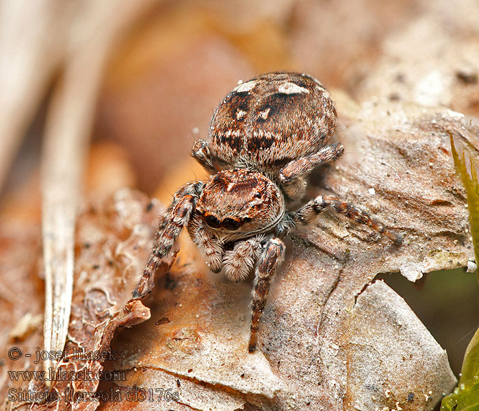 Sitticus floricola Attus Attulus Calositticus Skákavka pospolná Skoczek łąkowy