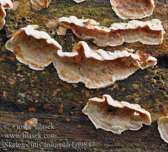 Orangeroter Knorpelporling Orange krystalporesvamp Rustokääpä Polypore amorphe Witwollige dennenzwam Gullkjuke Szkieletnica bezkształtna Kostrovka beztvárna Gullticka Skeletocutis amorpha Gloeoporus amorphus Kostrovka beztvará