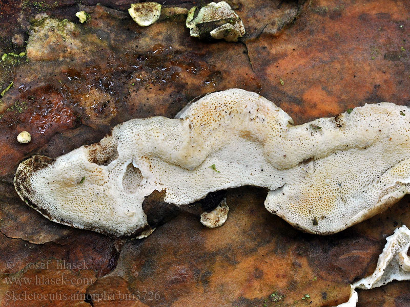 Orangeroter Knorpelporling Orange krystalporesvamp Rustokääpä Polypore amorphe Witwollige dennenzwam Gullkjuke Szkieletnica bezkształtna Kostrovka beztvárna Gullticka Skeletocutis amorpha Gloeoporus amorphus Kostrovka beztvará