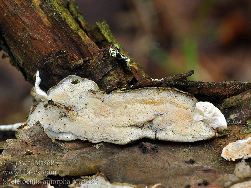 Skeletocutis amorpha Rustokääpä Polypore amorphe Witwollige dennenzwam Gullkjuke Szkieletnica bezkształtna Kostrovka beztvárna Gullticka Gloeoporus amorphus Kostrovka beztvará