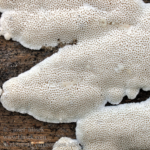 Kostrovka šedavá Fleischgrauer Knorpelporling Polypore gris carné