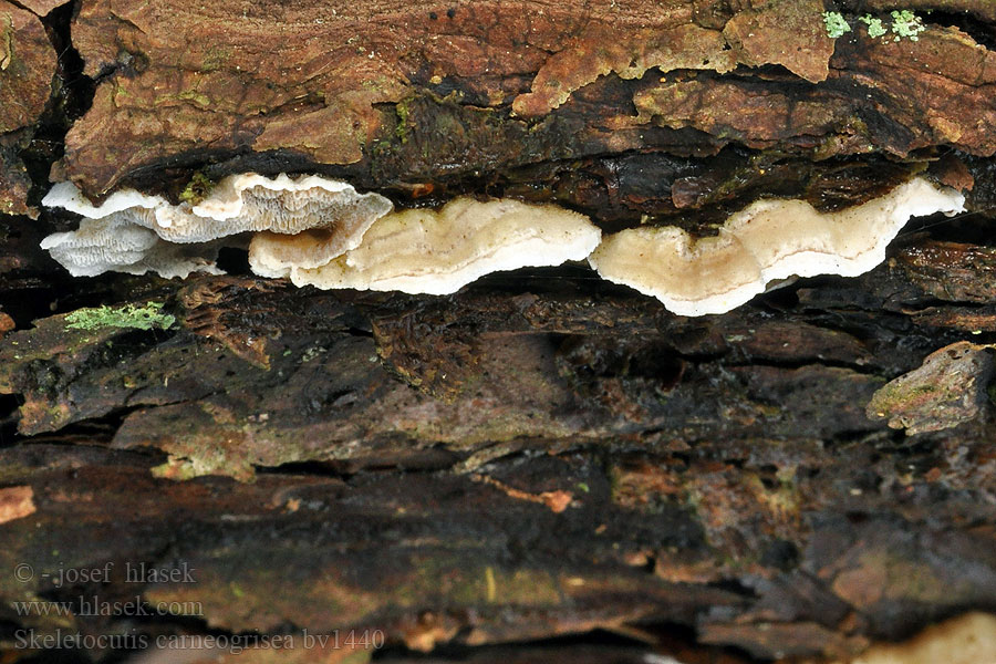 Skeletocutis carneogrisea Fleischgrauer Knorpelporling