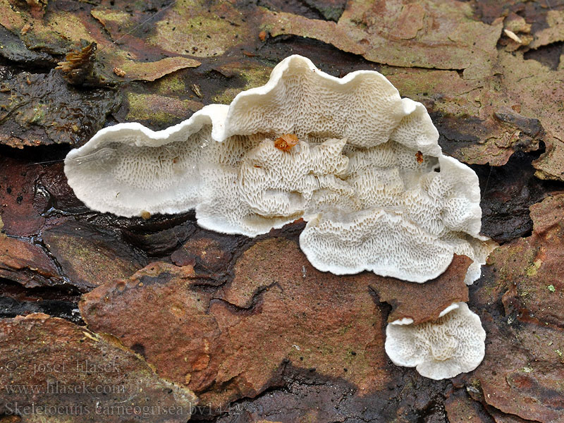 Skeletocutis carneogrisea Polypore gris carné